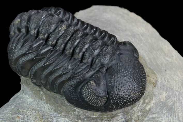 Austerops Trilobite - Nice Eye Facets #127180